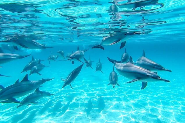 Dolphin House Schnorchelausflug