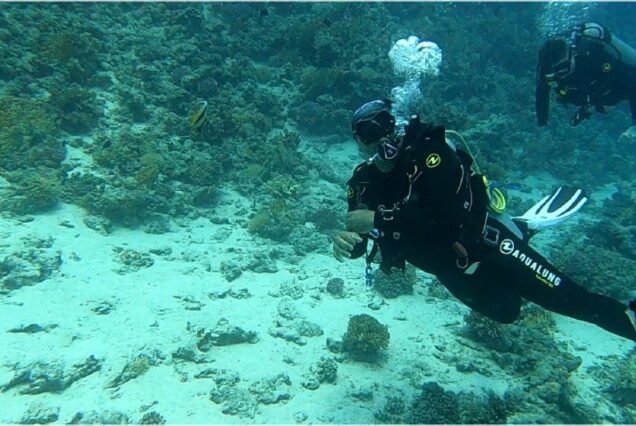 Padi Dive Master
