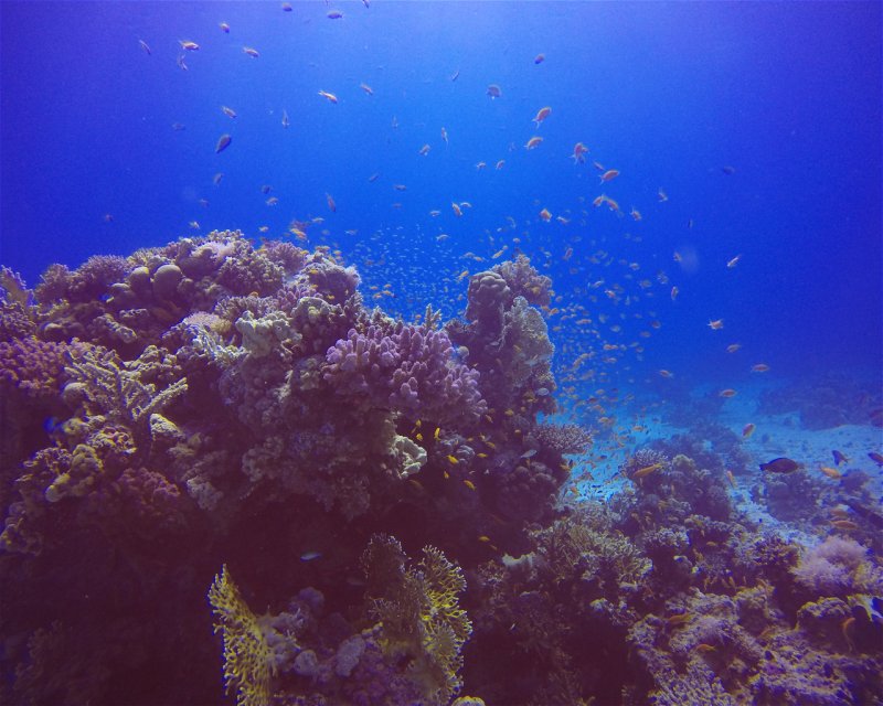 Shaab Iris Mix Divers Hurghada diving center
