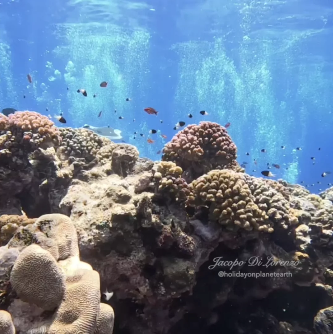 Abu Galawa dive site Mix Diver Hurghada diving center
